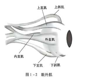 图1-2 眼外肌.PNG