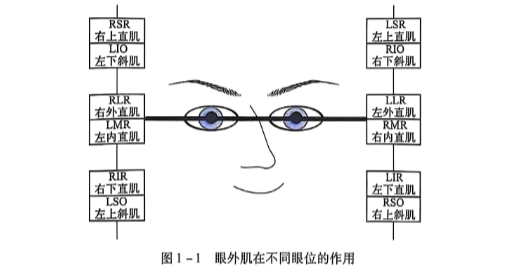1-1 眼外肌在不同眼位的作用.PNG